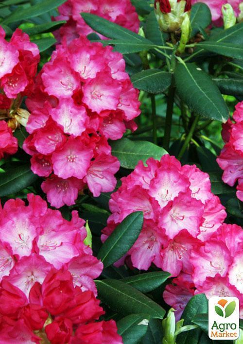 Рододендрон рожевий "Фантастика" (Fantastica) - фото 6