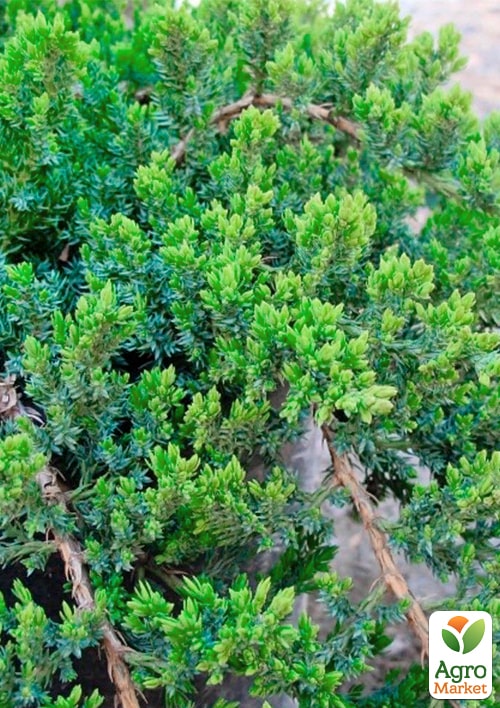 Можжевельник стелющийся "Nana" C2, диаметр 20-25см - фото 4