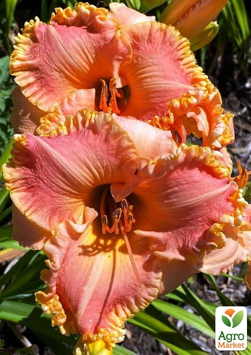 Лилейник "Chang Dynasty" 