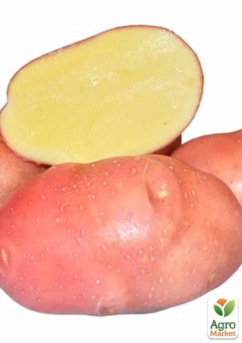 Насіннєвий рання картопля "Рози" (на пюре, 1 репродукція) 1кг - фото 3