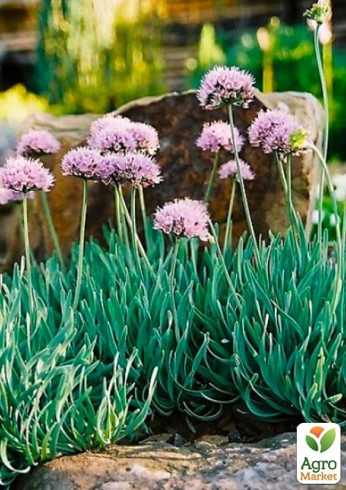 Алліум "Spiralis" (Гірська цибуля) 1 саджанець в упаковці