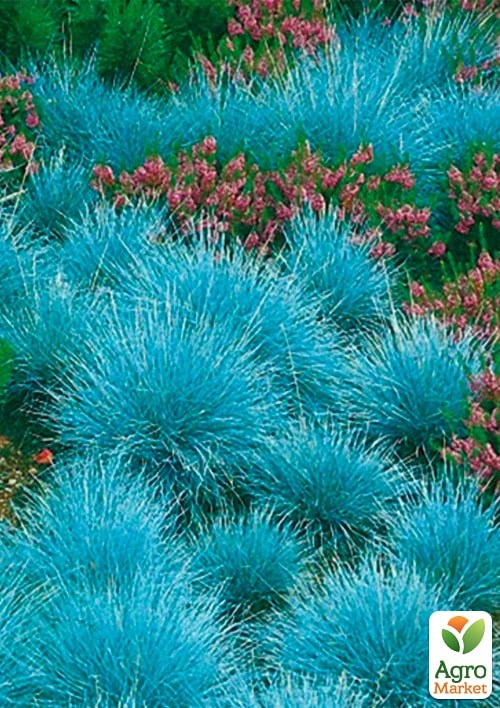 Костриця блакитна "Buddy Bluet" вазон С2, висота 15-30см - фото 2