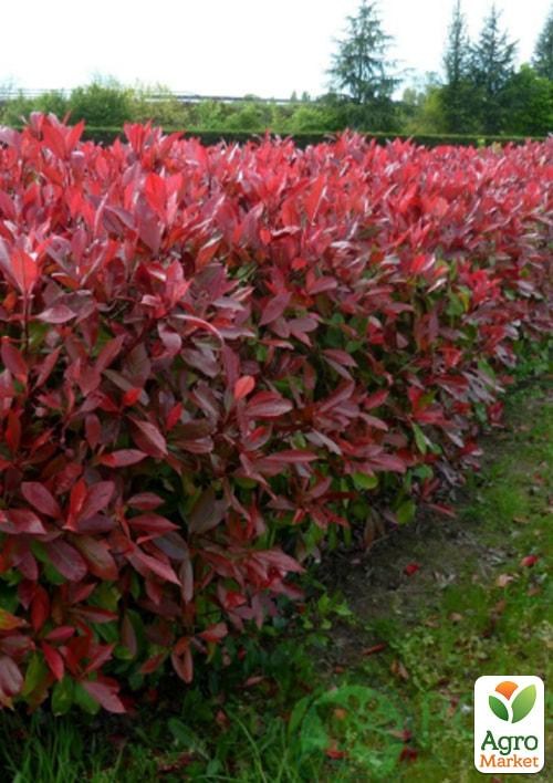 Фотинія Фразера "Red Robin" вазон Р9 - фото 2