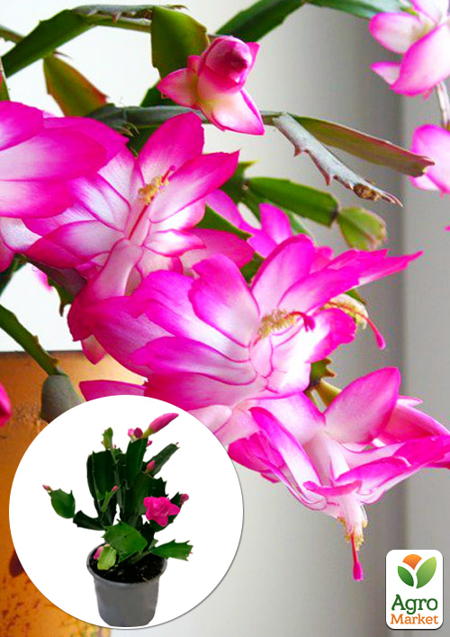 Шлюмбергера "Pink" (Декабрист, рождественник, зигокактус)