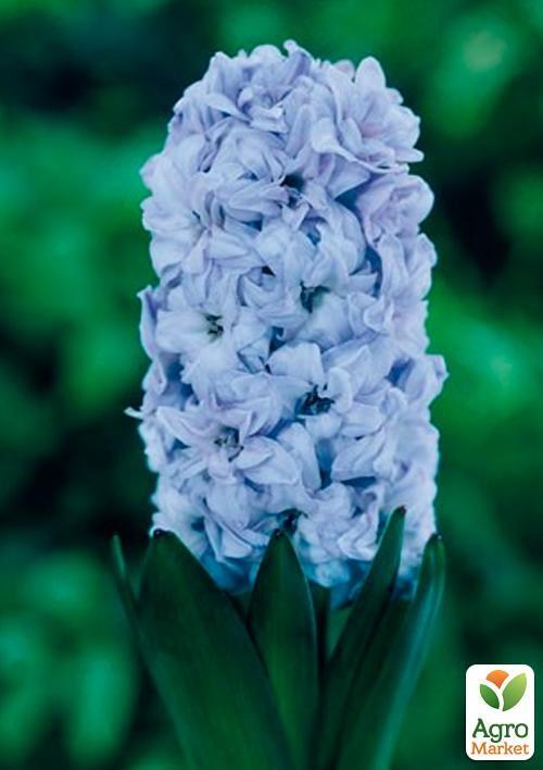 Гіацинт "General Koehler" (розмір 15/16, великий) 1шт в упаковці