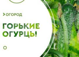 Чому гіркі огірки - корисні статті про садівництво від Agro-Market