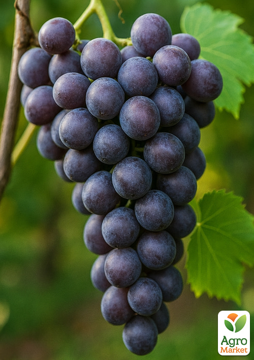 Виноград "Аюта" (надранній термін дозрівання, великий солодкий мускат)