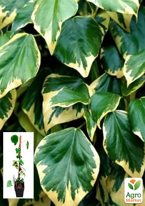 LMTD Плющ "Dentata Variegata" (висота 60-70см)