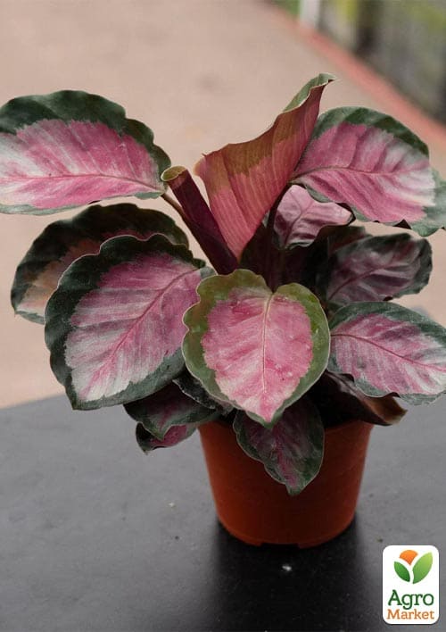 Калатея "Roseo Rosy" высота 35-45см - фото 5