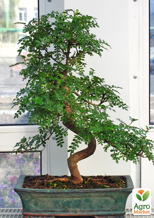 Бонсай "Zanthoxylum"
