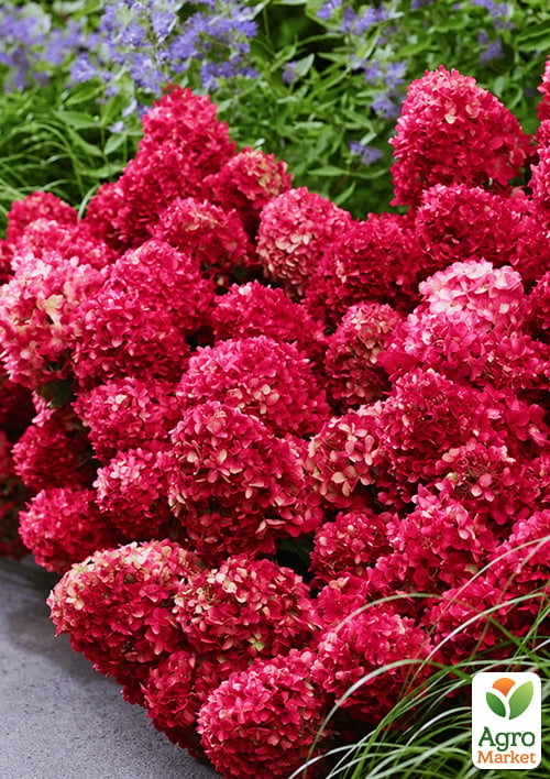 Гортензія волотиста карликова «Petite Cherry», вазон Р9