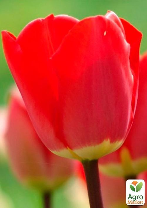 Уникальный сорт! Тюльпан "Fostery King" (размер 11/12 , крупный) 3шт в упаковке