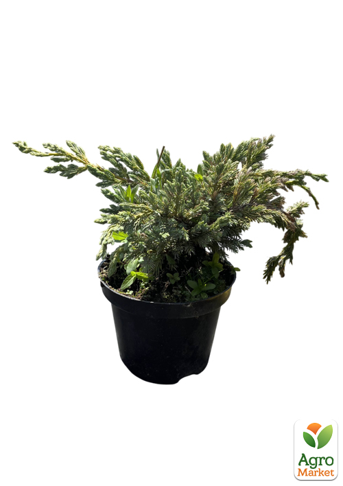 Можжевельник чешуйчатый "Blue Spider" вазон С2, высота 40-50см - фото 2
