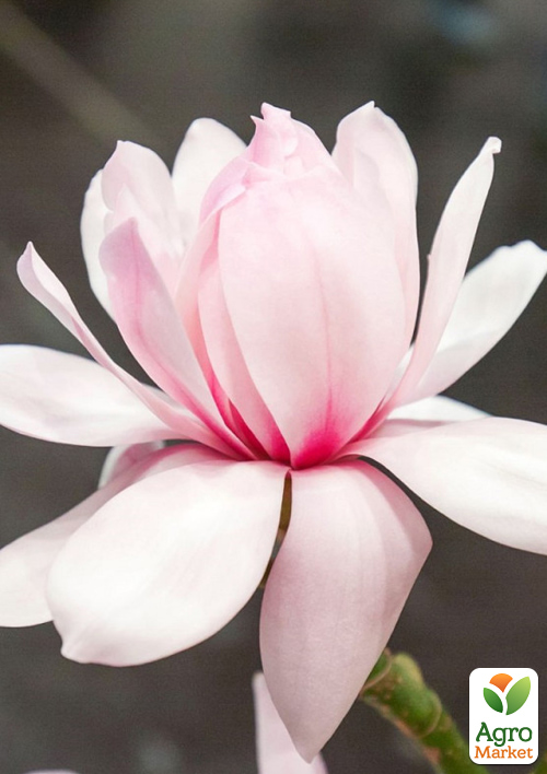 Магнолія 4-річна "Pink Beauty" (висота 80-100см)