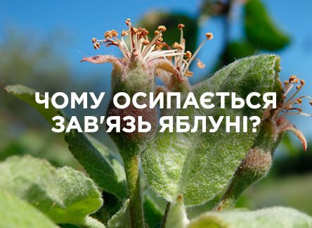 Чому яблуня скидає зав'язь?