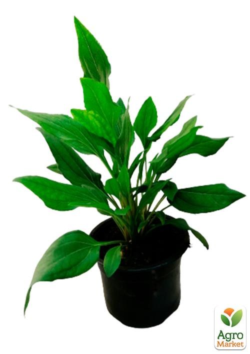 Эхинацея "Eccentric" - фото 2