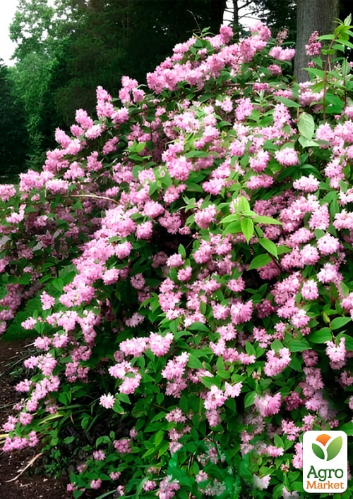 Дейция шершавая "Codsall Pink"  - фото 2