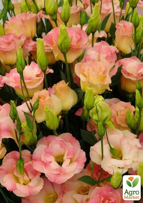 Эустома махровая "Arena Champagne" укорененная в контейнере Р9