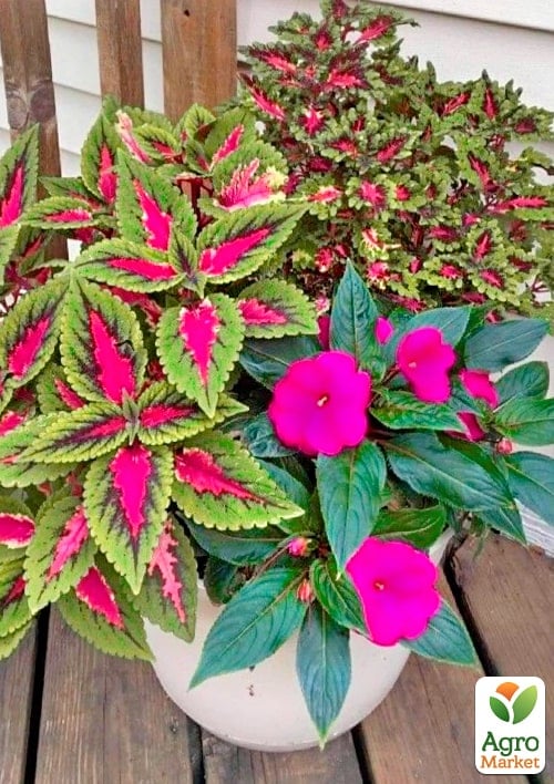Колеус "Wizard Rose"  - фото 2