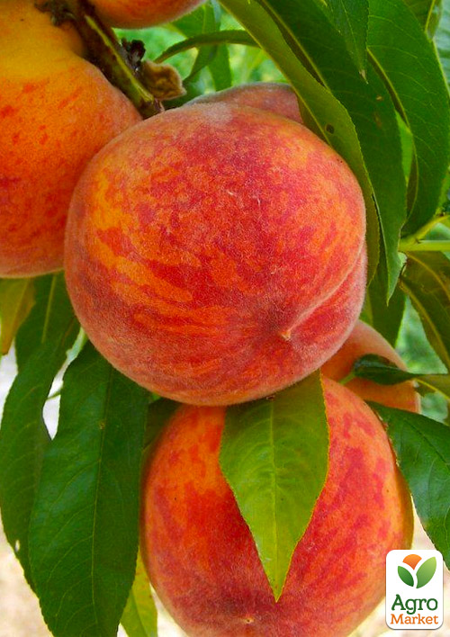 Персик "Алиросада" (летний сорт, среднепоздний срок созревания)