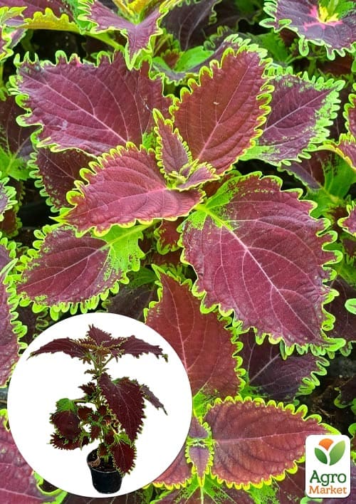 Колеус "Main Street Oxford Street"