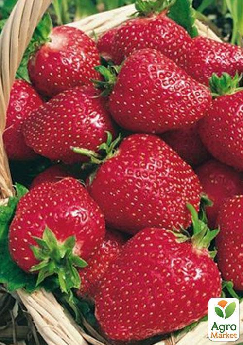 Полуниця "Полка" (пізній термін дозрівання) - фото 7