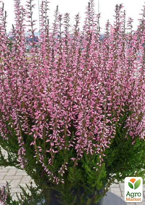 Вереск обыкновенный "Melina" - фото 6