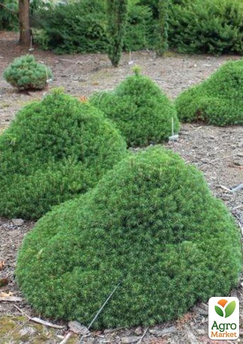 Ель обыкновенная "Tompa" C2, высота 15-20см - фото 3