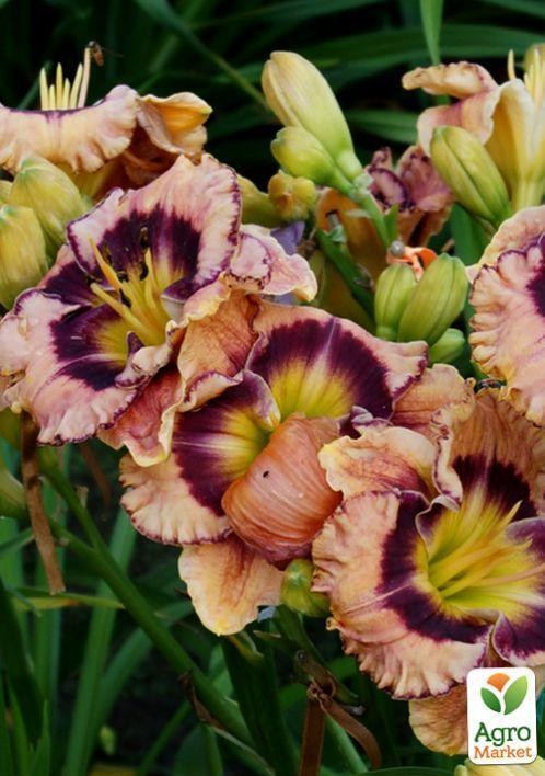 Лилейник "Rock Solid" 1шт в упаковке - фото 2