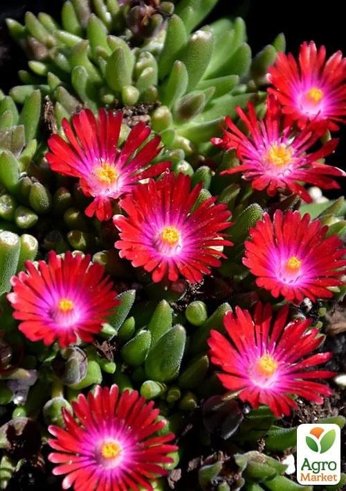 Делосперма (квітучий сукулент) "Garnet"