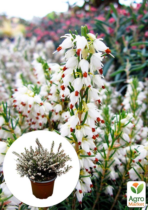Эрика цветущая 2х-летняя "White Perfection" вазон С2