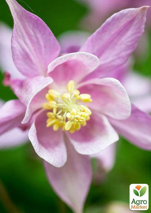 Аквілегія "Biedermeier" 1шт в упаковці - фото 5