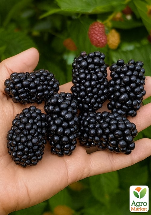 Ежевика "Arapaho" (высокоурожайный сорт, ранний срок созревания)