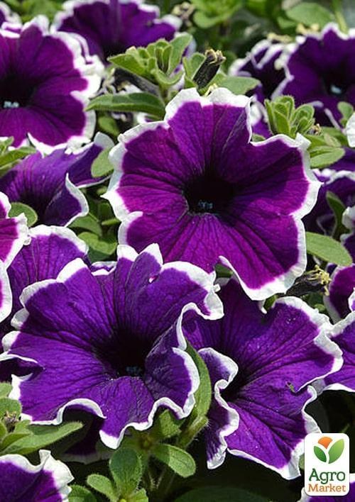 Петунія Picoty "Frost Velvet" (контейнер №10, висота 10-15см)