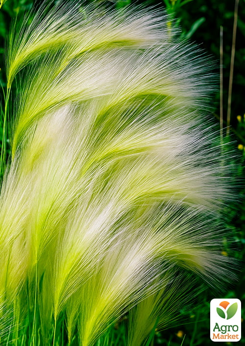 Ковыль пушистый "Angel Hear" вазон С2 - фото 2