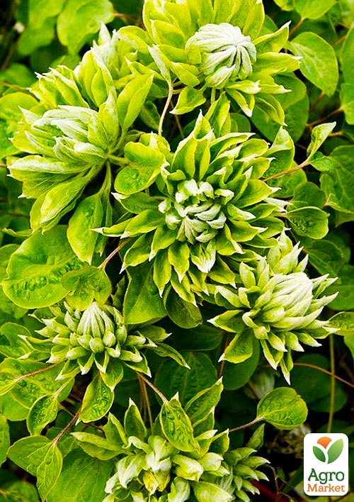 Клематис «Green Passion» (повторний сорт)