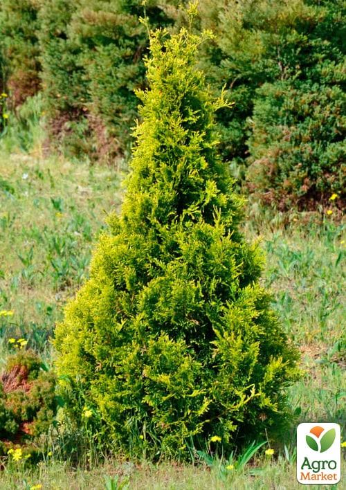 Туя західна "Stolwijk" С3, висота 25-30см - фото 4