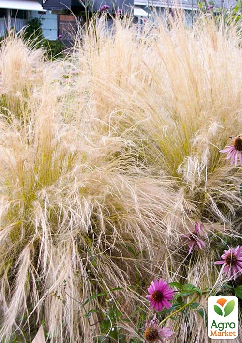 Ковыль Пушистый (Stipa) - фото 4