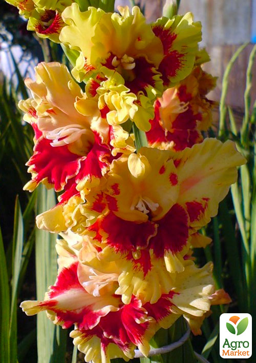 Гладиолус "Stereo" 3шт