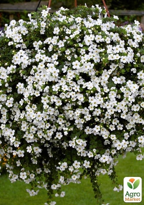 Бакопа Ампельная "Gulliver Dynamic White"