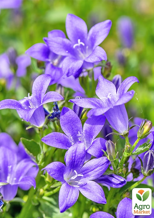 Кампанула квітуча "Isophylla Violet" (Нідерланди)
