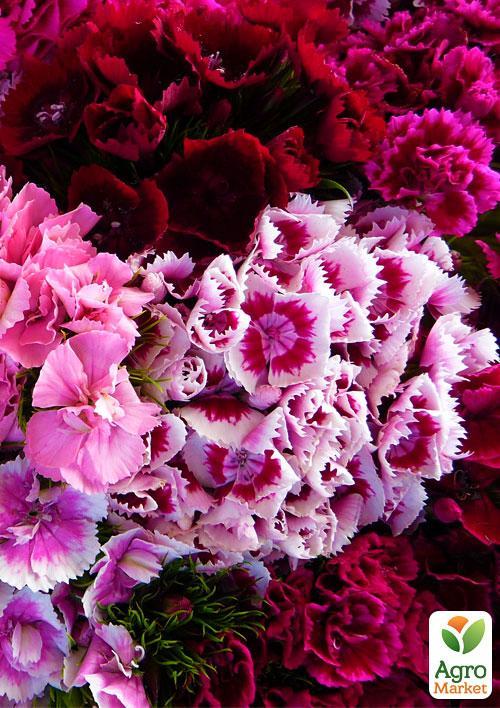 Гвоздика турецька "Барбатус" (Зипер) ТМ "Весна" 1г - фото 2