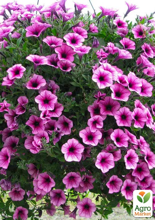 Петунія ампельна Bonnie "Pink Purple Vein"