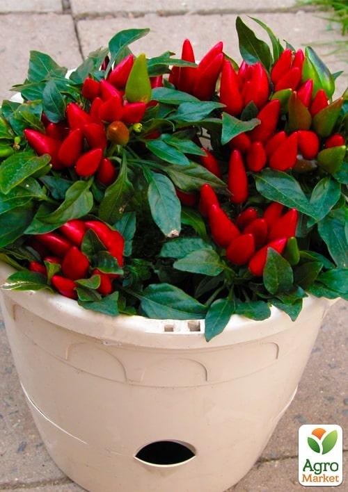 Перец комнатный "Yvonne" острый (съедобный, декоративный)