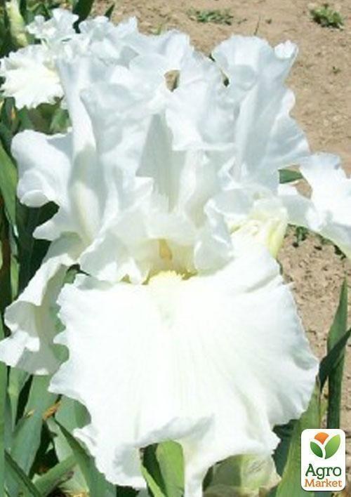 Ірис бородатий великоквітковий "Jayceete" 1шт в упаковці