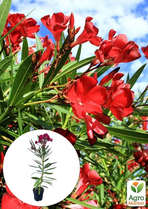 Олеандр 3-х річний "Hardy Red" (висота 60-80см)