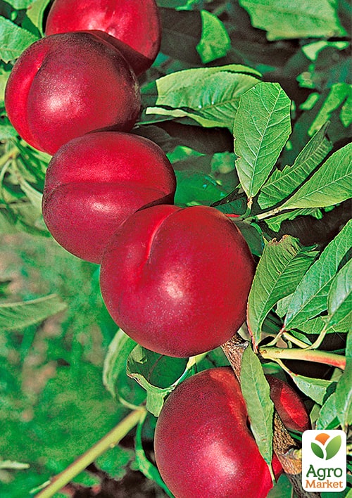 Нектарин "Лола" (лысый персик, новый, среднеранний срок созревания)