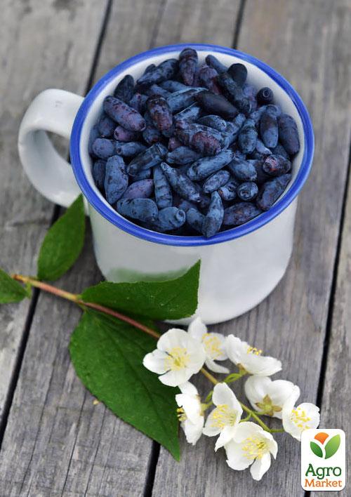 Жимолость "Сельгинка" (ранний срок созревания, очень урожайный сорт) - фото 7