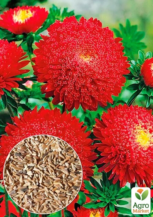 Айстра "Букет Кримсон" ТМ "Весна" 0.2г