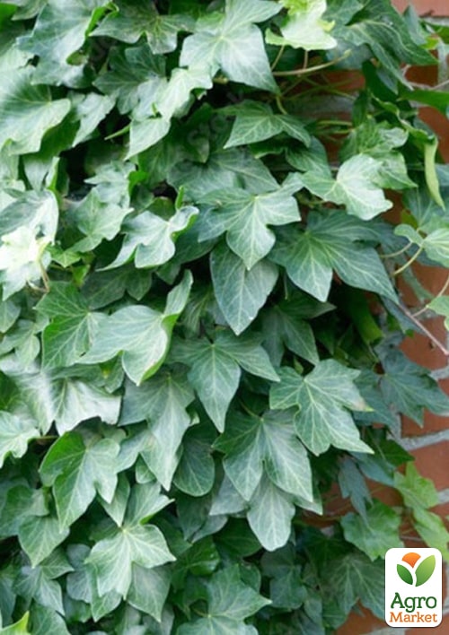 Плющ обыкновенный 2-х летний "Chicago" С2 высота 25-50см - фото 3